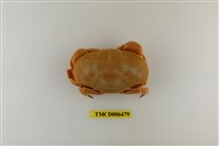 藏品(廣闊愛潔蟹)的圖片